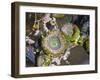 Aggregating Anemone, in Tidepool at Low Tide, Olympic National Park, Washington, USA-Georgette Douwma-Framed Photographic Print