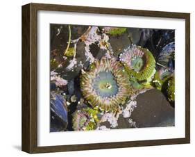 Aggregating Anemone, in Tidepool at Low Tide, Olympic National Park, Washington, USA-Georgette Douwma-Framed Photographic Print