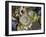Aggregating Anemone, in Tidepool at Low Tide, Olympic National Park, Washington, USA-Georgette Douwma-Framed Photographic Print