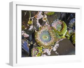 Aggregating Anemone, in Tidepool at Low Tide, Olympic National Park, Washington, USA-Georgette Douwma-Framed Photographic Print