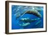 Aggregation of Sperm whales, Dominica, Caribbean Sea-Franco Banfi-Framed Photographic Print