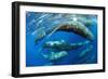 Aggregation of Sperm whales, Dominica, Caribbean Sea-Franco Banfi-Framed Photographic Print