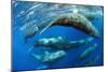 Aggregation of Sperm whales, Dominica, Caribbean Sea-Franco Banfi-Mounted Photographic Print