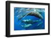 Aggregation of Sperm whales, Dominica, Caribbean Sea-Franco Banfi-Framed Photographic Print