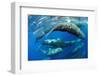 Aggregation of Sperm whales, Dominica, Caribbean Sea-Franco Banfi-Framed Photographic Print