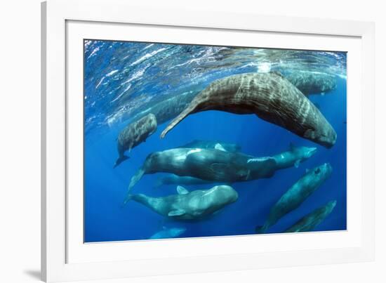 Aggregation of Sperm whales, Dominica, Caribbean Sea-Franco Banfi-Framed Photographic Print