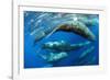 Aggregation of Sperm whales, Dominica, Caribbean Sea-Franco Banfi-Framed Photographic Print