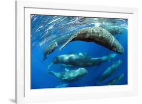 Aggregation of Sperm whales, Dominica, Caribbean Sea-Franco Banfi-Framed Photographic Print