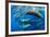 Aggregation of Sperm whales, Dominica, Caribbean Sea-Franco Banfi-Framed Photographic Print