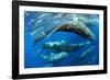 Aggregation of Sperm whales, Dominica, Caribbean Sea-Franco Banfi-Framed Photographic Print