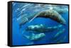 Aggregation of Sperm whales, Dominica, Caribbean Sea-Franco Banfi-Framed Stretched Canvas