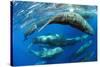 Aggregation of Sperm whales, Dominica, Caribbean Sea-Franco Banfi-Stretched Canvas