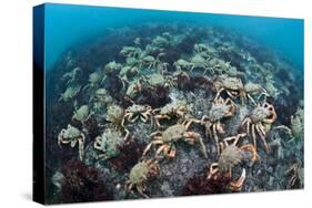 Aggregation of Spider Crabs (Maja Squinado) in Shallow Water Off Burton Bradstock, Dorset, UK-Alex Mustard-Stretched Canvas