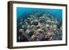 Aggregation of Spider Crabs (Maja Squinado) in Shallow Water Off Burton Bradstock, Dorset, UK-Alex Mustard-Framed Photographic Print