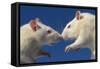 Aggressive Albino Rats Nose to Nose-W. Perry Conway-Framed Stretched Canvas