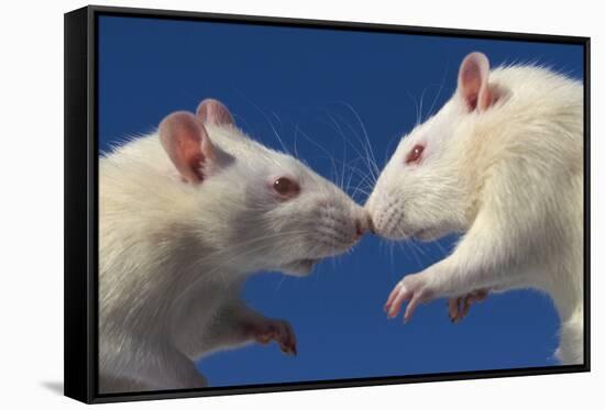 Aggressive Albino Rats Nose to Nose-W. Perry Conway-Framed Stretched Canvas