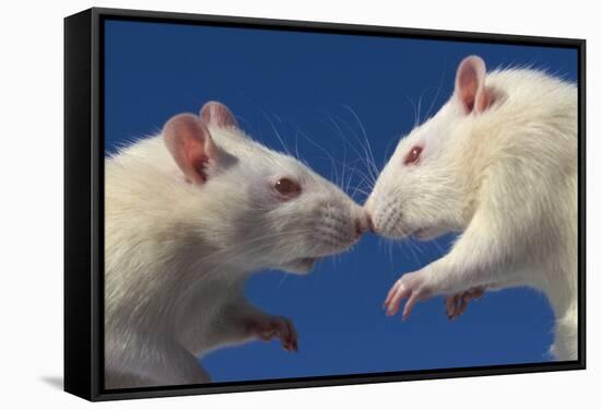 Aggressive Albino Rats Nose to Nose-W. Perry Conway-Framed Stretched Canvas