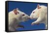 Aggressive Albino Rats Nose to Nose-W. Perry Conway-Framed Stretched Canvas