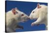 Aggressive Albino Rats Nose to Nose-W. Perry Conway-Stretched Canvas