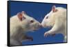 Aggressive Albino Rats Nose to Nose-W. Perry Conway-Framed Stretched Canvas