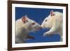 Aggressive Albino Rats Nose to Nose-W. Perry Conway-Framed Photographic Print