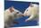 Aggressive Albino Rats Nose to Nose-W. Perry Conway-Mounted Photographic Print