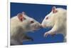 Aggressive Albino Rats Nose to Nose-W. Perry Conway-Framed Photographic Print