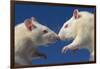 Aggressive Albino Rats Nose to Nose-W. Perry Conway-Framed Photographic Print