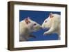 Aggressive Albino Rats Nose to Nose-W. Perry Conway-Framed Photographic Print