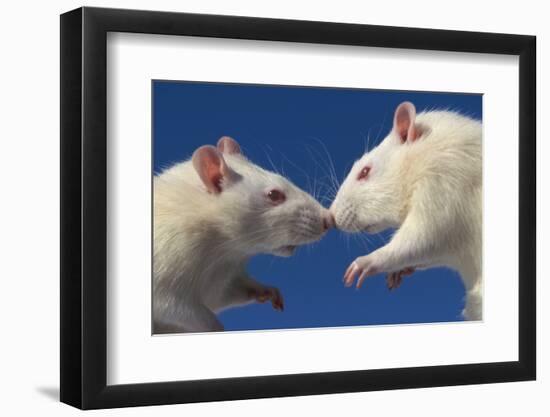 Aggressive Albino Rats Nose to Nose-W. Perry Conway-Framed Photographic Print