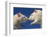 Aggressive Albino Rats Nose to Nose-W. Perry Conway-Framed Photographic Print