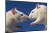 Aggressive Albino Rats Nose to Nose-W. Perry Conway-Mounted Photographic Print