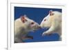 Aggressive Albino Rats Nose to Nose-W. Perry Conway-Framed Photographic Print