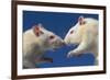 Aggressive Albino Rats Nose to Nose-W. Perry Conway-Framed Photographic Print