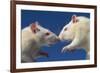 Aggressive Albino Rats Nose to Nose-W. Perry Conway-Framed Photographic Print