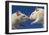 Aggressive Albino Rats Nose to Nose-W. Perry Conway-Framed Photographic Print