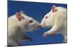 Aggressive Albino Rats Nose to Nose-W. Perry Conway-Mounted Photographic Print