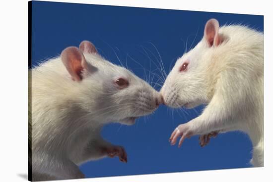 Aggressive Albino Rats Nose to Nose-W. Perry Conway-Stretched Canvas