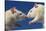 Aggressive Albino Rats Nose to Nose-W. Perry Conway-Stretched Canvas