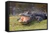 Aggressive Alligator in Everglades Park in Florida-TEA-Framed Stretched Canvas