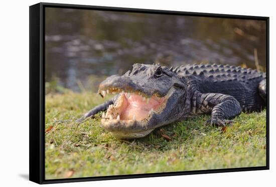 Aggressive Alligator in Everglades Park in Florida-TEA-Framed Stretched Canvas
