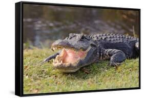 Aggressive Alligator in Everglades Park in Florida-TEA-Framed Stretched Canvas