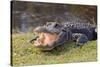 Aggressive Alligator in Everglades Park in Florida-TEA-Stretched Canvas