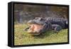 Aggressive Alligator in Everglades Park in Florida-TEA-Framed Stretched Canvas