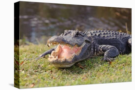 Aggressive Alligator in Everglades Park in Florida-TEA-Stretched Canvas