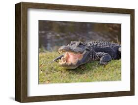 Aggressive Alligator in Everglades Park in Florida-TEA-Framed Photographic Print