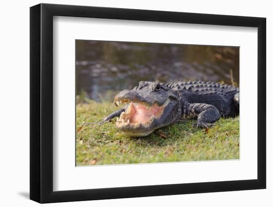 Aggressive Alligator in Everglades Park in Florida-TEA-Framed Photographic Print