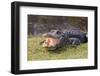 Aggressive Alligator in Everglades Park in Florida-TEA-Framed Photographic Print