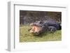 Aggressive Alligator in Everglades Park in Florida-TEA-Framed Photographic Print