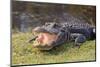 Aggressive Alligator in Everglades Park in Florida-TEA-Mounted Photographic Print